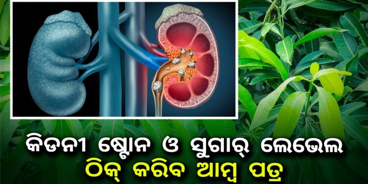 କିଡନୀ ଷ୍ଟୋନ, ଚର୍ମ ରୋଗ ଓ ହେୟାର ଫଲ୍ ଦୂର କରିବ ଆମ୍ବ ପତ୍ର, ଏପରି କରନ୍ତୁ ବ୍ୟବହାର
