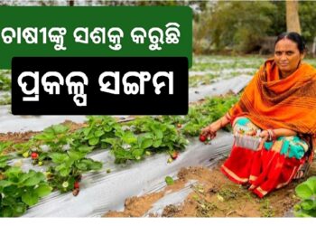 ବେଦାନ୍ତ ଲାଞ୍ଜିଗଡର ଷ୍ଟ୍ରବେରୀ ଚାଷ ଚାଷୀଙ୍କ ମୁହଁରେ ଫୁଟାଇଛି ହସ