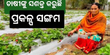 ବେଦାନ୍ତ ଲାଞ୍ଜିଗଡର ଷ୍ଟ୍ରବେରୀ ଚାଷ ଚାଷୀଙ୍କ ମୁହଁରେ ଫୁଟାଇଛି ହସ