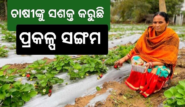 ବେଦାନ୍ତ ଲାଞ୍ଜିଗଡର ଷ୍ଟ୍ରବେରୀ ଚାଷ ଚାଷୀଙ୍କ ମୁହଁରେ ଫୁଟାଇଛି ହସ