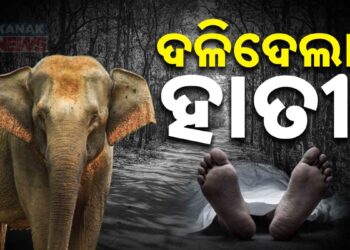 ଦୁଇ ଜଣଙ୍କୁ ଦଳି ଚକଟି ଦେଲେ ଦନ୍ତା