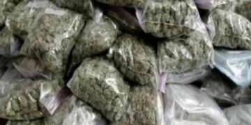 ୫୦ କୋଟି ଟଙ୍କାର ଗଞ୍ଜେଇ ଜବତ