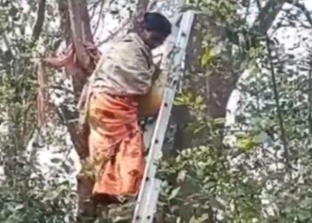 ଘରେ ଲାଗିଲେ ଝଗଡା, ଜୀବନ ହାରିବାକୁ ଗଛରେ ଚଢିଲେ ମହିଳା