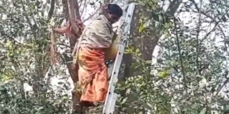 ଘରେ ଲାଗିଲେ ଝଗଡା, ଜୀବନ ହାରିବାକୁ ଗଛରେ ଚଢିଲେ ମହିଳା