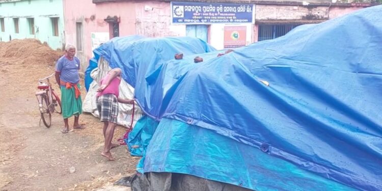 ଅଦିନିଆ ବର୍ଷାରେ ଭିଜିଲା ଧାନ