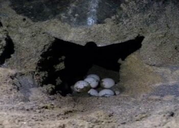 ଋଷିକୂଲ୍ଯା ମୁହାଣରେ ଅଲିଭ ରିଡଲେ କଇଁଛଙ୍କ ଅଣ୍ଡାଦାନ ପ୍ରକ୍ରିୟା ଆରମ୍ଭ