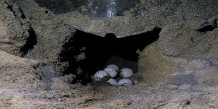 ଋଷିକୂଲ୍ଯା ମୁହାଣରେ ଅଲିଭ ରିଡଲେ କଇଁଛଙ୍କ ଅଣ୍ଡାଦାନ ପ୍ରକ୍ରିୟା ଆରମ୍ଭ