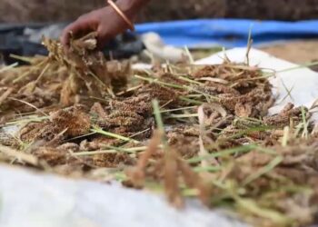 ଓଡ଼ିଶାରେ ମାଣ୍ଡିଆରୁ ତିଆରି ହେବ ମଦ