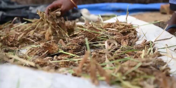 ଓଡ଼ିଶାରେ ମାଣ୍ଡିଆରୁ ତିଆରି ହେବ ମଦ