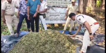 କେନ୍ଦୁଝରରୁ ୧ କୁଇଣ୍ଟା ଗଞ୍ଜେଇ ଜବତ