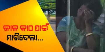 ଜାଳ କାଠ ପାଇଁ ଯାଆକୁ ହତ୍ୟା