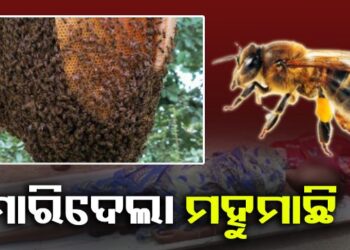 ଦର୍ଶନ କରିବାକୁ ଯିବାବେଳେ ମହୁମାଛି ଆକ୍ରମଣରେ ୨୦ ଆହତ