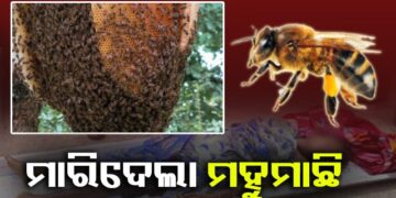 ଦର୍ଶନ କରିବାକୁ ଯିବାବେଳେ ମହୁମାଛି ଆକ୍ରମଣରେ ୨୦ ଆହତ
