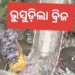 ହିମାଚଳପ୍ରଦେଶ କୁଲ୍ଲୁରେ ଭୁଶୁଡିଲା ବ୍ରିଜ