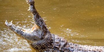 ଗେଙ୍ଗୁଟି ନଦୀରେ କୁମ୍ଭୀର ଆତଙ୍କ