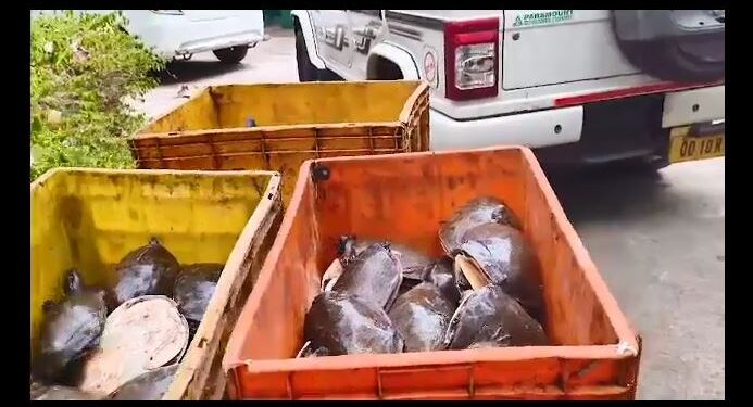 ଧରାପଡିଲେ କଇଁଛ ଗାଡି ସହ ଦୁଇ ଆସାମୀ