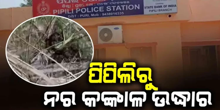 ପିପିଲିରୁ ନର କଙ୍କାଳ ଉଦ୍ଧାର