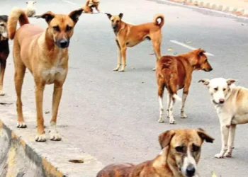 ଭୁବନେଶ୍ୱରରେ ଆରମ୍ଭ ହେଲା କୁକୁର ବନ୍ଧ୍ୟାକରଣ