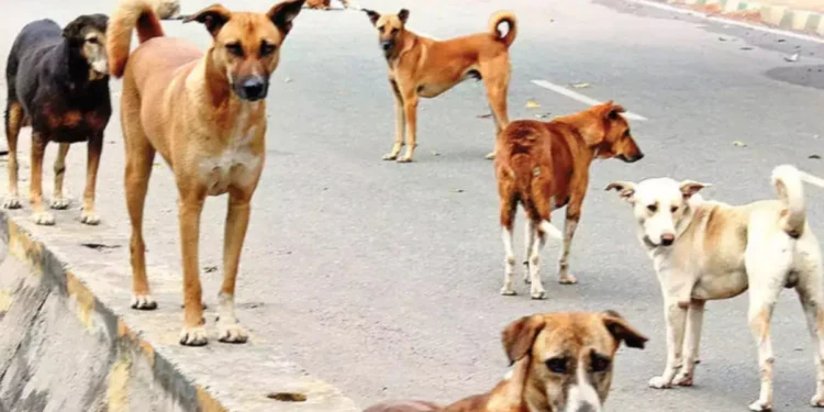 ଭୁବନେଶ୍ୱରରେ ଆରମ୍ଭ ହେଲା କୁକୁର ବନ୍ଧ୍ୟାକରଣ