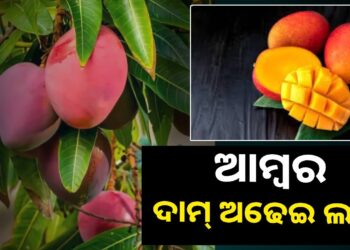ଭୁବନେଶ୍ବରରେ ମିଳୁଛି ଦାମୀ ଆମ୍ବ, କିଲୋ ଲକ୍ଷେରୁ ଅଢେଇ ଲକ୍ଷ ଟଙ୍କା
