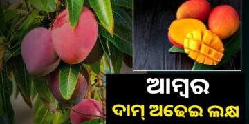 ଭୁବନେଶ୍ବରରେ ମିଳୁଛି ଦାମୀ ଆମ୍ବ, କିଲୋ ଲକ୍ଷେରୁ ଅଢେଇ ଲକ୍ଷ ଟଙ୍କା