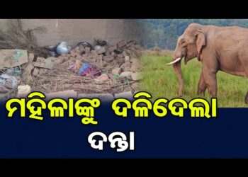 ହାତୀ ଆକ୍ରମଣରେ ମହିଳା ମୃତ