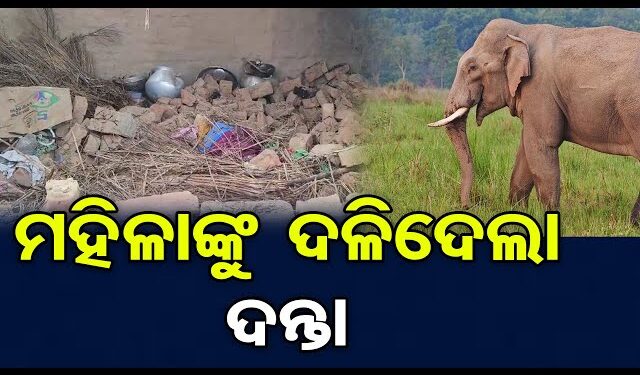 ହାତୀ ଆକ୍ରମଣରେ ମହିଳା ମୃତ