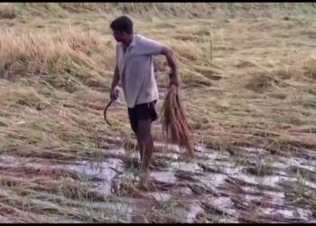 ବର୍ଷାରେ ଭିଜିଲା ରବି ଧାନ, ଚିନ୍ତାରେ ଚାଷୀ