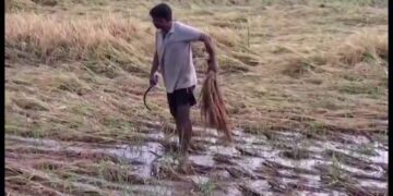 ବର୍ଷାରେ ଭିଜିଲା ରବି ଧାନ, ଚିନ୍ତାରେ ଚାଷୀ