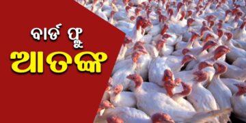 ଖୋର୍ଦ୍ଧାରେ ବାର୍ଡଫ୍ଲୁ ଚିହ୍ନଟ