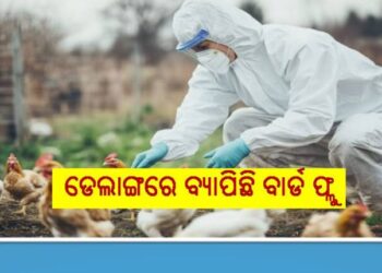 ଡେଲାଙ୍ଗରେ ସ୍ପଷ୍ଟ ହେଲା ବାର୍ଡ ଫ୍ଲୁ