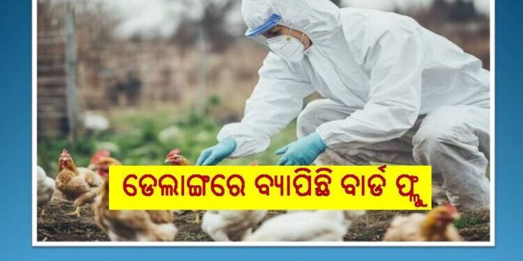 ଡେଲାଙ୍ଗରେ ସ୍ପଷ୍ଟ ହେଲା ବାର୍ଡ ଫ୍ଲୁ