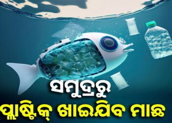 ଏବେ ସମୁଦ୍ର ସଫା କରିବ ମାଛ