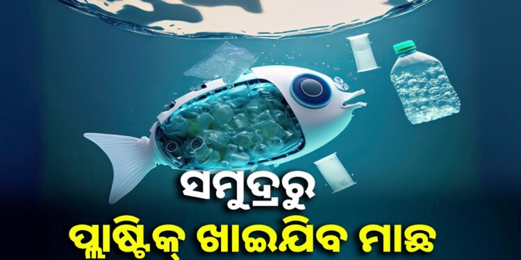 ଏବେ ସମୁଦ୍ର ସଫା କରିବ ମାଛ