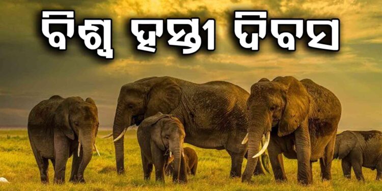 ହାତୀଙ୍କ ପାଇଁ ଦିନଟିଏ…