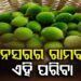 କ୍ୟାନସର ସହ ମୋଟାପା କମାଇବାରେ ସାହାଯ୍ୟ କରେ ଏହି ପରିବା