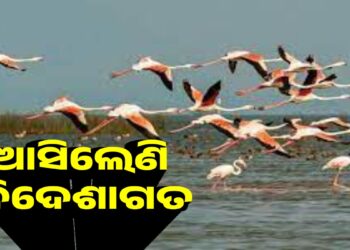 ଚିଲିକାକୁ ଆସିଲେଣି ବିଦେଶାଗତ ପକ୍ଷୀ