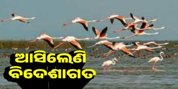 ଚିଲିକାକୁ ଆସିଲେଣି ବିଦେଶାଗତ ପକ୍ଷୀ