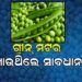 ଗ୍ରୀନ୍ ମଟର ଖାଉଥିଲେ ଜାଣିରଖ, କଣ ମିଳିବ ଫାଇଦା ଏବଂ କଣ କ୍ଷତି