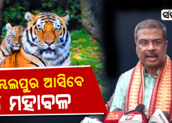 ଖୁବଶୀଘ୍ର ସମ୍ବଲପୁରକୁ ଆସିବେ ୪ ମହାବଳ ବାଘ : ଧର୍ମେନ୍ଦ୍ର