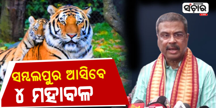 ଖୁବଶୀଘ୍ର ସମ୍ବଲପୁରକୁ ଆସିବେ ୪ ମହାବଳ ବାଘ : ଧର୍ମେନ୍ଦ୍ର