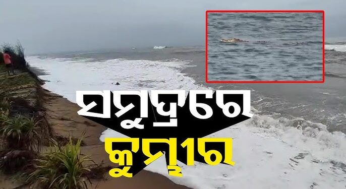 ପୀରଜାହାନିଆ ନିକଟରେ ବୁଲୁଛି କୁମ୍ଭୀର