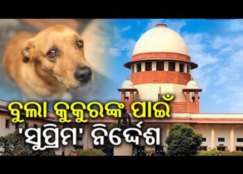 ବୁଲା କୁକୁରଙ୍କୁ ନେଇ ସୁପ୍ରିମକୋର୍ଟଙ୍କ ଗୁରୁତ୍ଵପୂର୍ଣ୍ଣ ନିର୍ଦ୍ଦେଶ