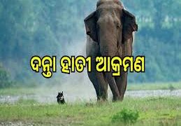 ହାତୀ ଆକ୍ରମଣରେ ଯୁବକ ଗୁରୁତର