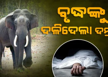 ହାତୀ ଆକ୍ରମଣରେ ବୃଦ୍ଧ ମୃତ