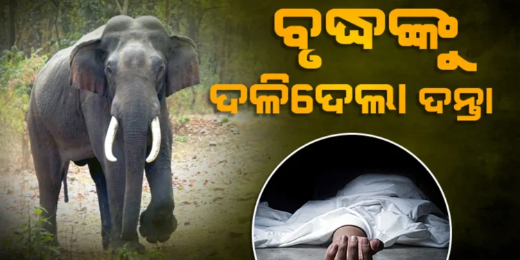 ହାତୀ ଆକ୍ରମଣରେ ବୃଦ୍ଧ ମୃତ