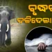 ହାତୀ ଆକ୍ରମଣରେ ବୃଦ୍ଧ ମୃତ