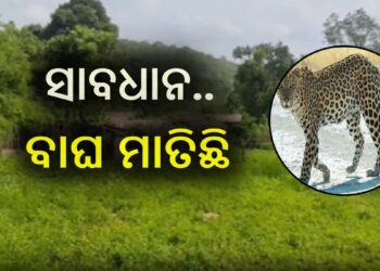 କପ୍ତିପଦା ବନାଞ୍ଚଳରେ ମାତିଛି ବାଘ