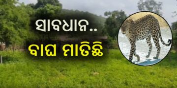 କପ୍ତିପଦା ବନାଞ୍ଚଳରେ ମାତିଛି ବାଘ