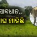କପ୍ତିପଦା ବନାଞ୍ଚଳରେ ମାତିଛି ବାଘ